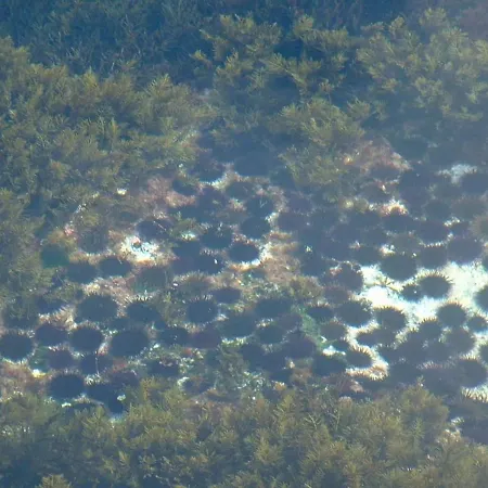 Carpe Diem Azores * Mosteiros (Azores)