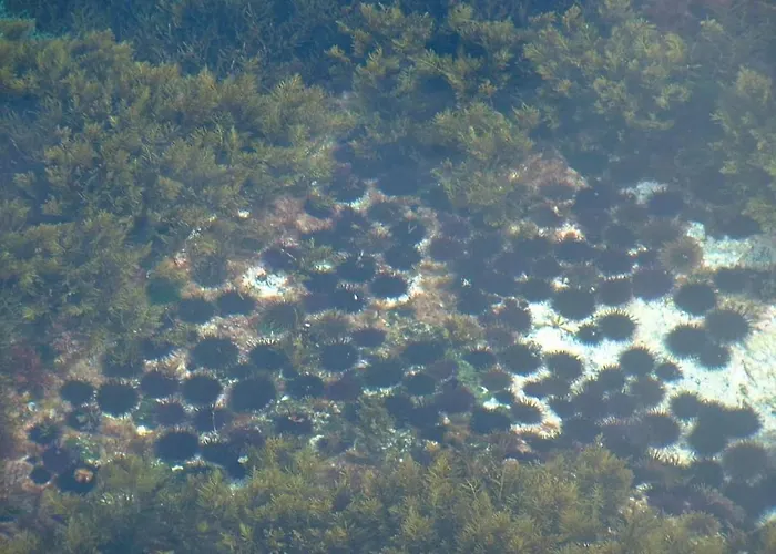 Carpe Diem Azores * Mosteiros (Azores)